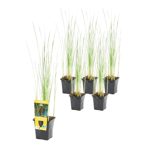 vdvelde.com - Typha Latifolia P9 - Große Rohrkolben Rietsigaar Topf 9 cm - 24 Stück - Sumpfpflanzen im P9-Topf - Ausgewachsene Höhe: 120 cm - Platzierung: -1 bis -20 cm von vdvelde.com