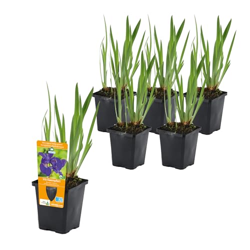 vdvelde.com - Typha Latifolia P9 - Große Rohrkolben Rietsigaar Topf 9 cm - 24 Stück - Sumpfpflanzen im P9-Topf - Ausgewachsene Höhe: 60 cm - Platzierung: -1 bis -10 cm von vdvelde.com