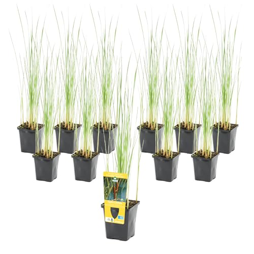 vdvelde.com - Typha Latifolia P9 - Große Rohrkolben Rietsigaar Topf 9 cm - 96 Stück - Sumpfpflanzen im P9-Topf - Ausgewachsene Höhe: 120 cm - Platzierung: -1 bis -20 cm von vdvelde.com