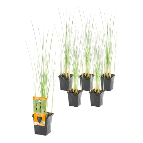 vdvelde.com - Typha Minima P9 - Zwerg-Rohrkolben Topf 9 cm - 24 Stück - Sumpfpflanzen im P9-Topf - Ausgewachsene Höhe: 60 cm - Platzierung: -1 bis -10 cm von vdvelde.com