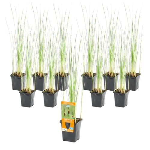 vdvelde.com - Typha Minima P9 - Zwerg-Rohrkolben Topf 9 cm - 96 Stück - Sumpfpflanzen im P9-Topf - Ausgewachsene Höhe: 60 cm - Platzierung: -1 bis -10 cm von vdvelde.com